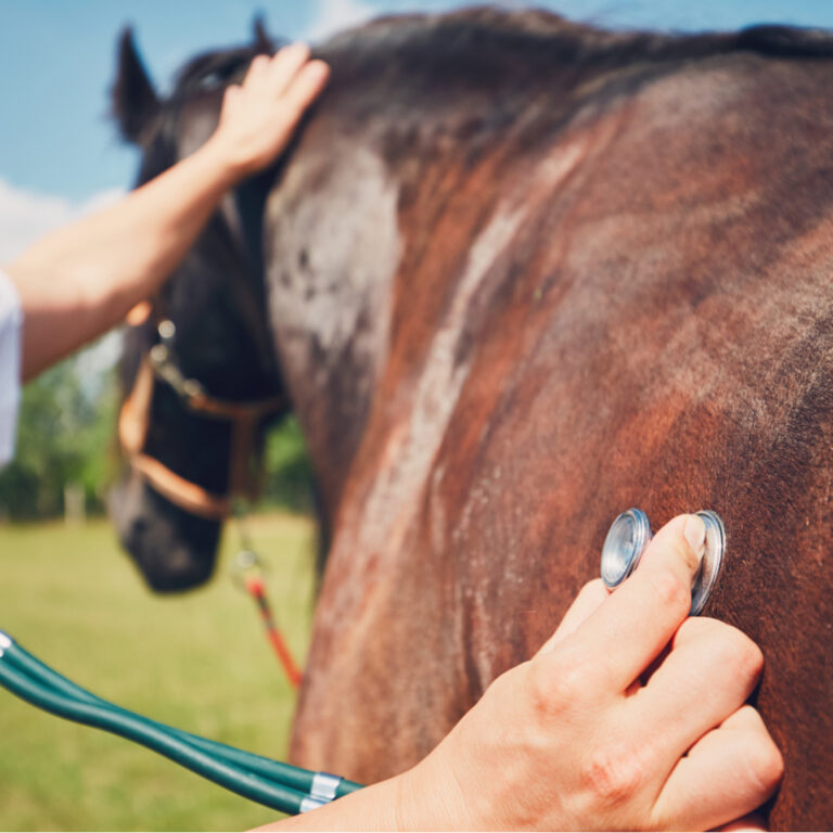 arts-luistert-naar-hart-paard