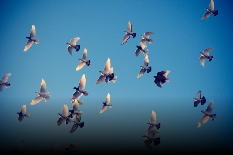 pigeonweb_background-23