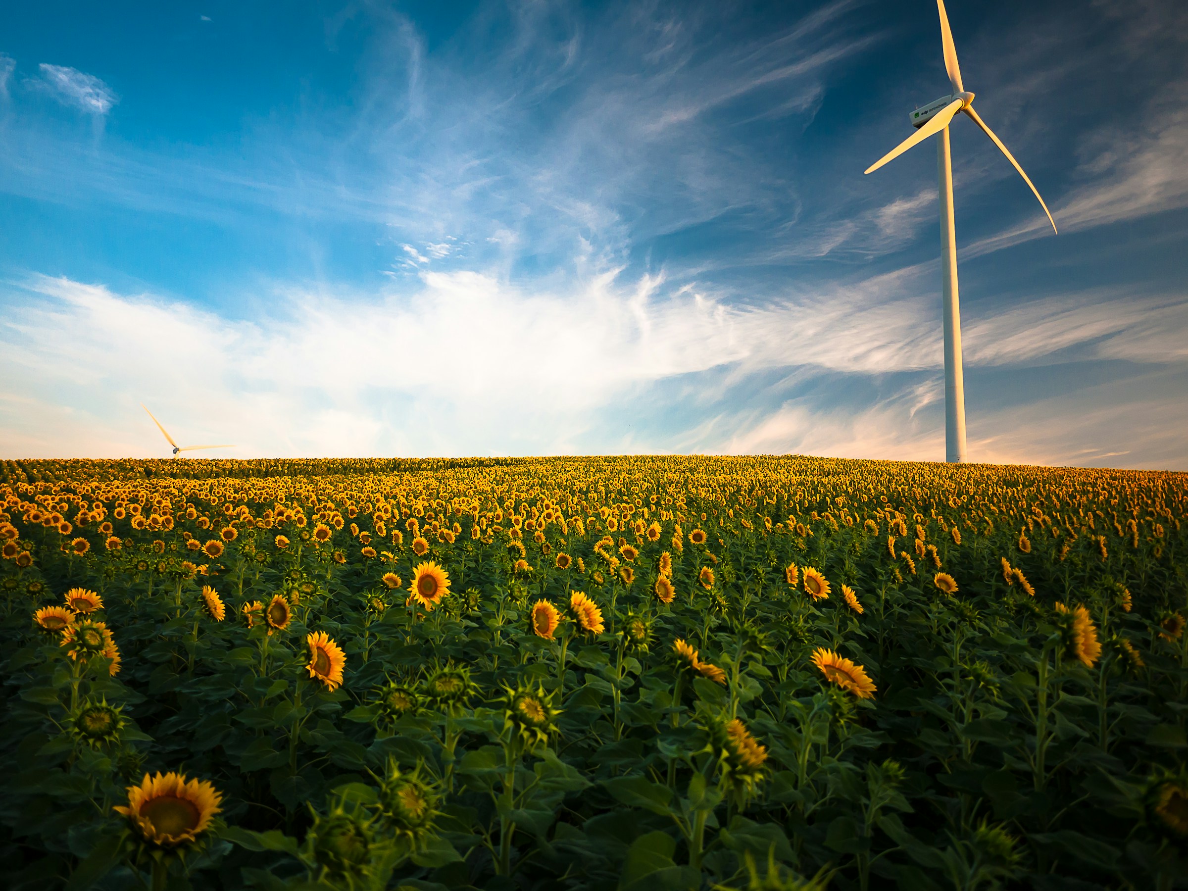 Hoe bedrijven winst maken met een groene missie