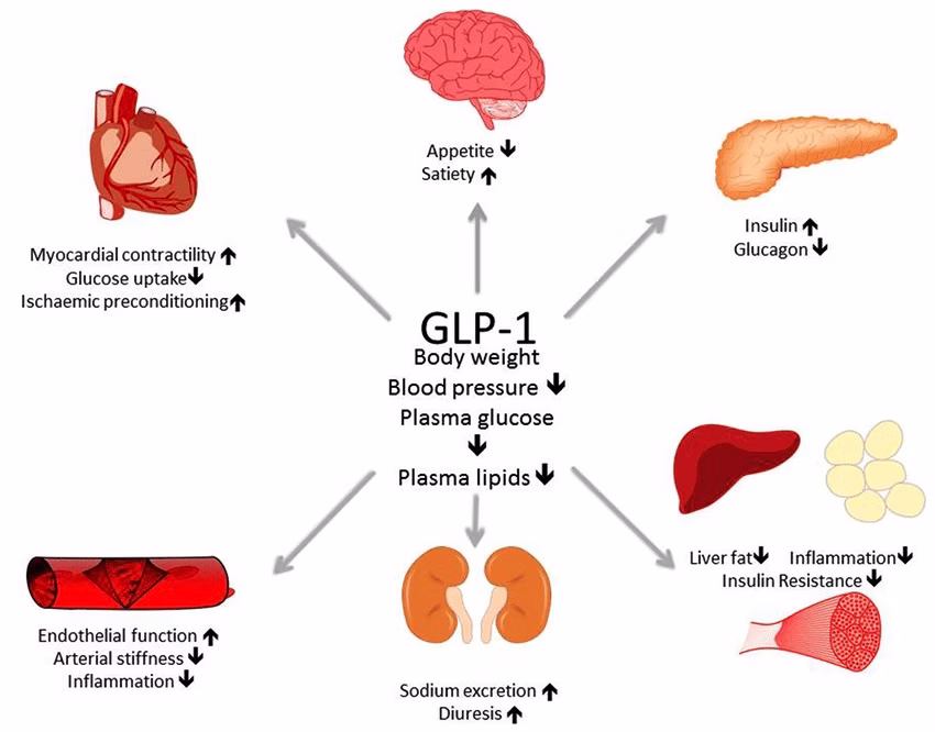 GLP