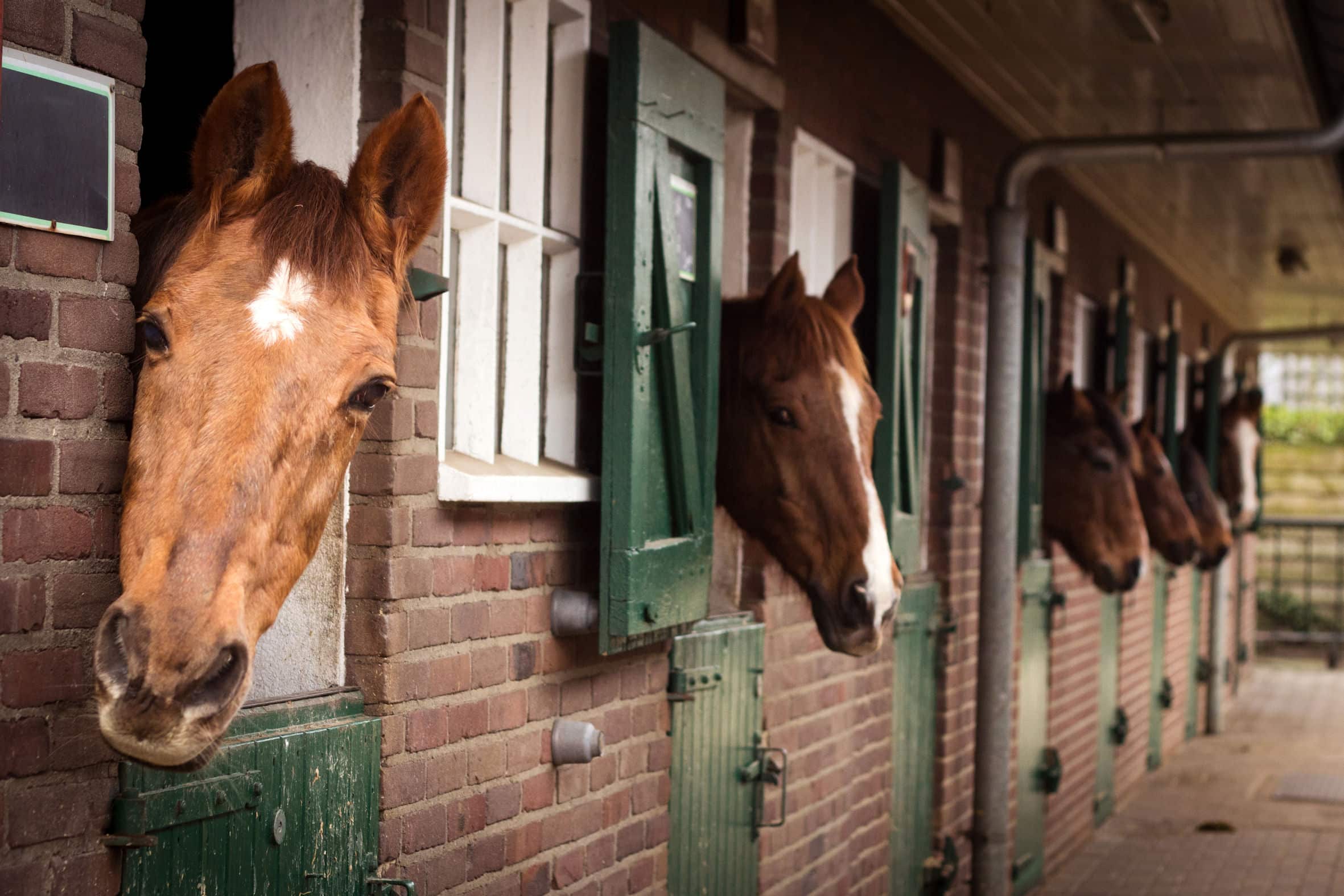 Stichting de Paardenkamp