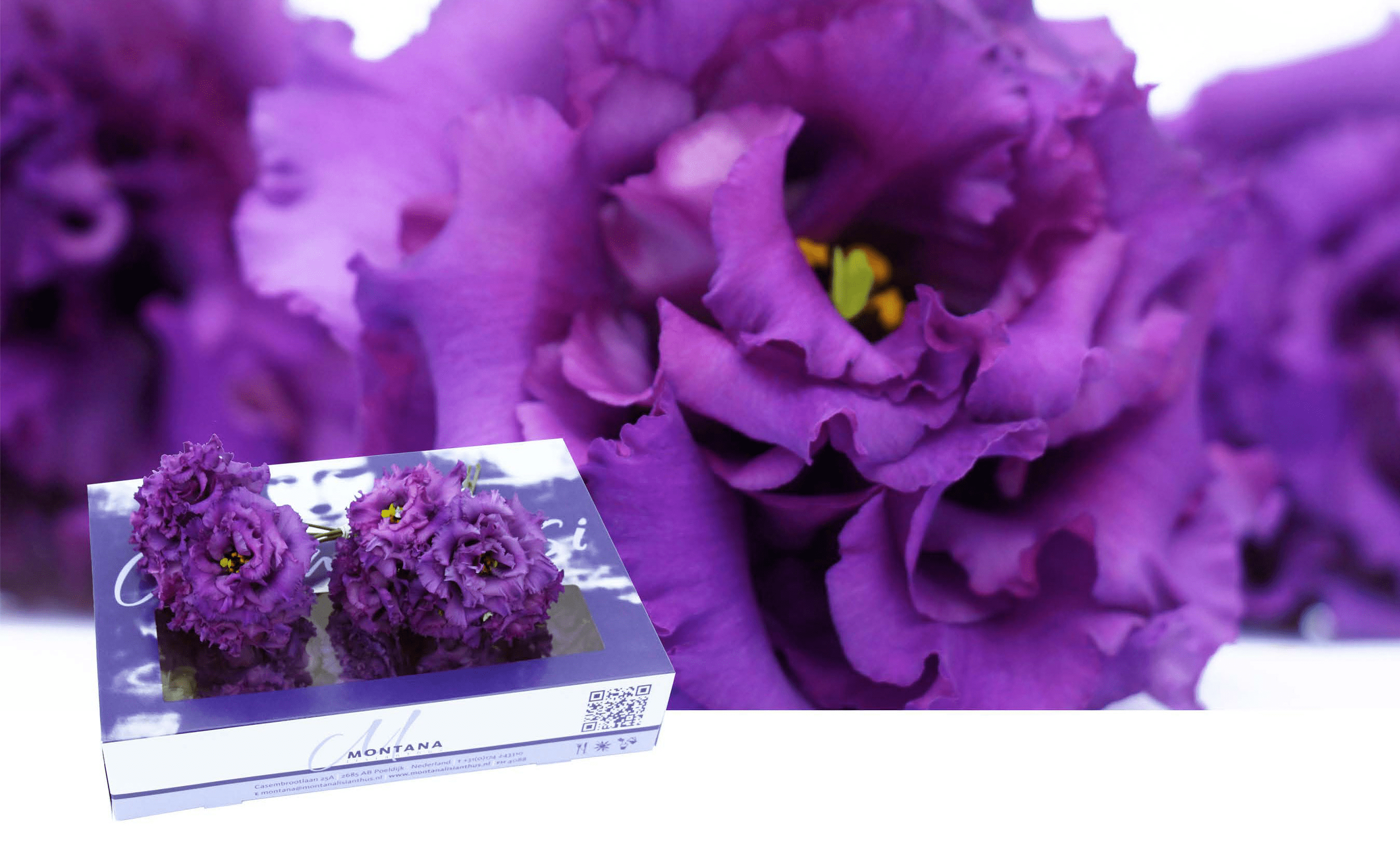 Montana Lisianthus