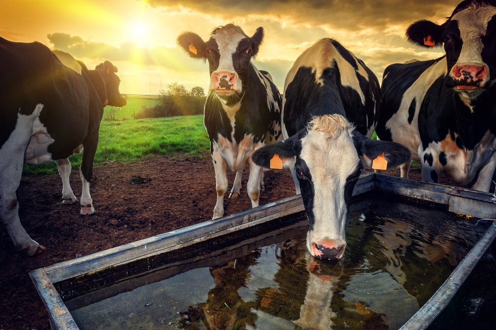 Kudde jonge kalveren drinkwater bij zonsondergang