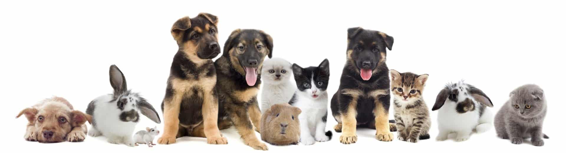 Dierenartsenpraktijk De Eenhoorn