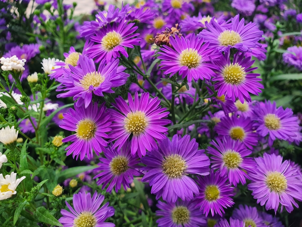 Paarse bloemen voor in de tuin in het najaar