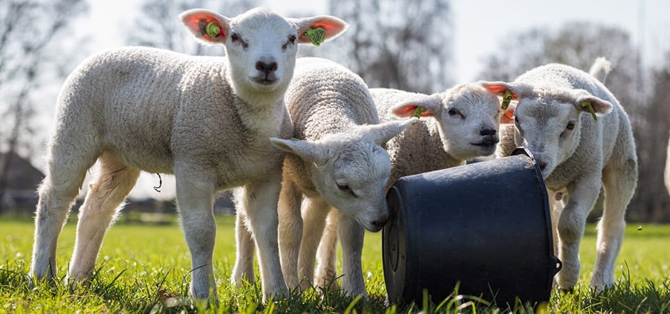 Zorgboerderij de Woudhoeve