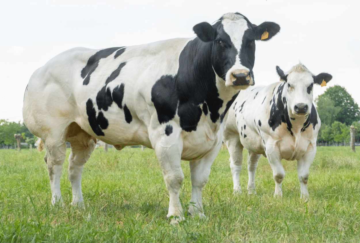 Maatschap Olde Heuvel