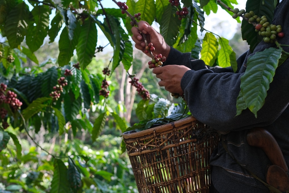 Koffie wordt steeds duurder